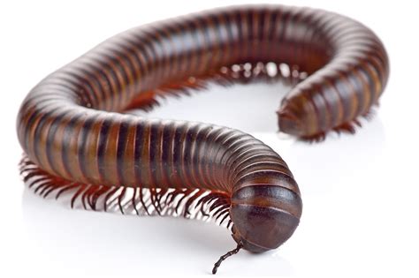   Quickly Discover the Quirks of This Quick Millipede!  