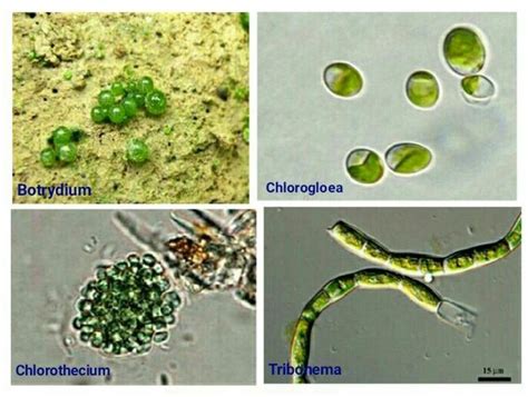  Yellow-Green Algae 擁有迷人的綠色和令人驚嘆的運動能力！