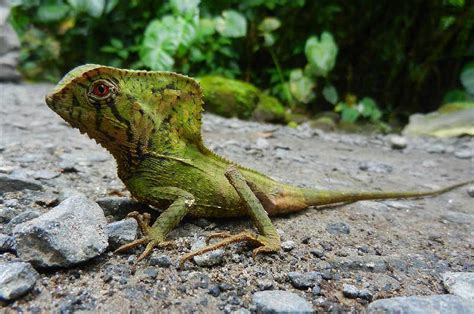   casque-headed lizard！一種擁有驚人頭盔的兩棲動物