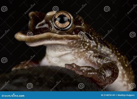   casqueheaded treefrog 牠那奇特的頭骨能帶來驚人的偽裝效果，並能發出令人難忘的鳴叫聲！