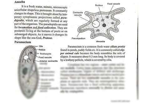  科斯莫阿米巴：單細胞生物的奇妙舞動，探索微觀世界的神奇！