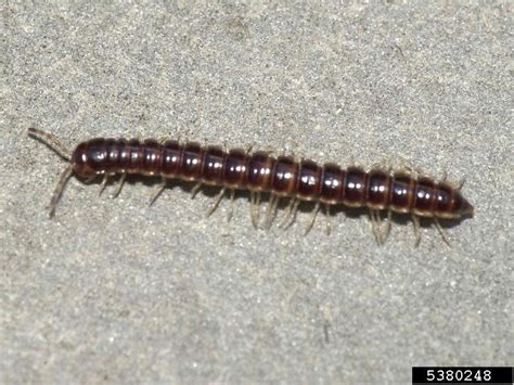   dwarf millipede 擁有許多足，牠們的移動方式像慢動作電影中的英雄！