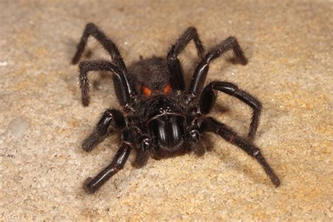   funnel web spider 漏斗網蜘蛛擁有著驚人的捕食技巧，是自然界中真正令人敬畏的獵手！