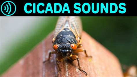  昆蟲之王：閃耀的奇異Cicada，牠究竟是怎麼發出如此響亮的聲音？