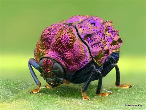  賈斯頓蟲！這種擁有閃亮外衣的微小生物究竟是如何在水裡生活的？