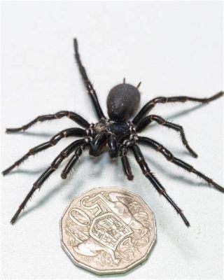  偽裝高手 funnel-web spider 擁有迷人網和致命的毒液！