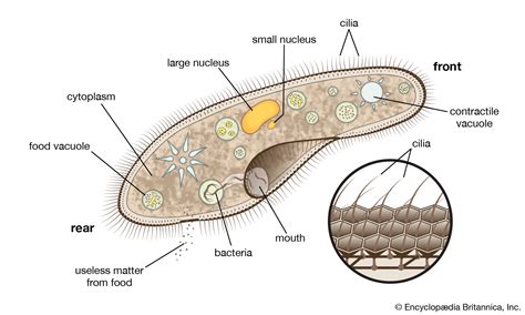  Paramecium: This Tiny Dancer Can Swim with Thousands of Hair-Like Cilia!