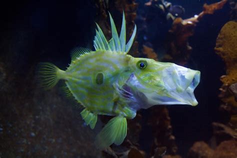  Quackfish！這奇特魚類的生存之道與令人驚嘆的偽裝技巧