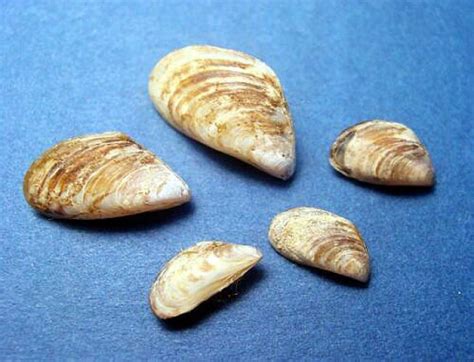  Quacking Quagga Shells: A Shell-Shocked Exploration into These Unusual Gastropods!