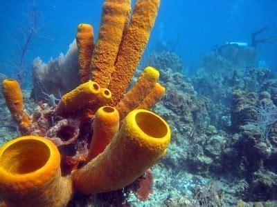  紅海綿，一種鮮豔如紅宝石的海洋生物！它有著奇特的構造和令人驚嘆的再生能力