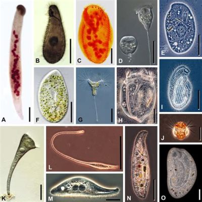  Rhizodomus: Can This Ciliate With An Unusual Shape Be Considered A Microbial Architect?