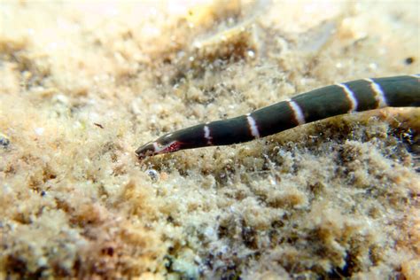  Ribbon Worm：The Underwater Acrobat Balancing Elegance and Voracious Appetite!