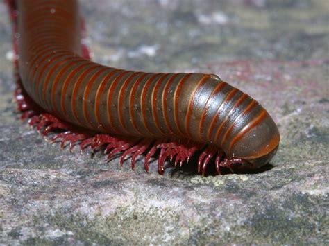  岩millipede：擁有堅硬外殼又喜愛潮濕環境的奇妙生物！