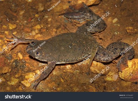  Uganda Clawed Frog: 擁有驚人再生能力的兩棲動物！