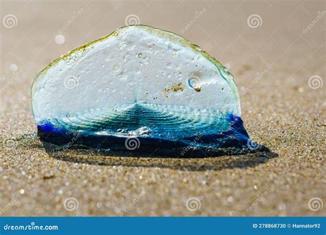  velella velella：漂浮於海面的藍色風車，是水母的奇妙親戚嗎？