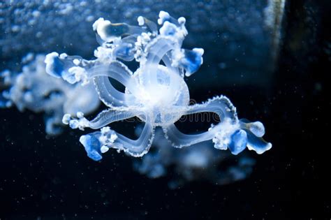  水母葡萄！這種迷人的水母會在水中搖擺著閃爍的燈光！