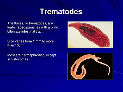  Xenoparasita!  This Tiny Trematode Parasite Can Live Anywhere From Birds to Reptiles!