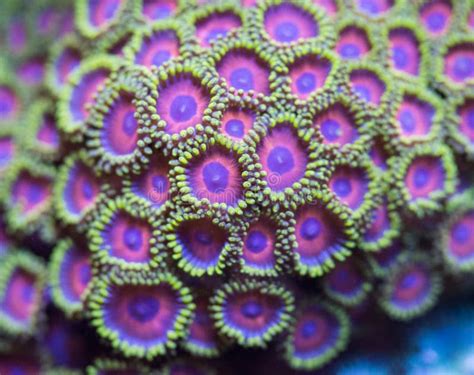  Zoanthid 珊瑚像花朵般綻放著色彩，在海底世界中形成美麗的生態景觀！